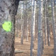 Oproep van De Monitor: Laat de bomen niet in de steek. Vertel je verhaal!