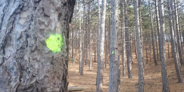 Oproep van De Monitor: Laat de bomen niet in de steek. Vertel je verhaal!