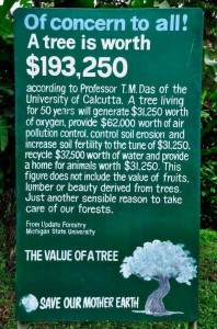 Wat kost een boom?